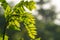 Gamal plant which has thin green leaves, grows for living fences on the edge of rice fields