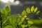 Gamal plant which has thin green leaves, grows for living fences on the edge of rice fields