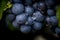 Gamay grapes on vines with lush green leaves