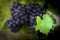 Gamay grapes on vines with lush green leaves