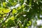 Gambel oak tree\'s green laves