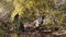 Gambel\\\'s Quail family in a wildlife pathway between creosote bush and snakeweed