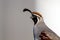 Gambel`s Quail in profile against a plain farm building