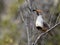 A Gambel`s Quail Sitting in a Barren Tree