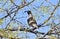 Gambel`s Quail in the Sonoran Desert