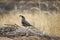 Gambel`s Quail strutting atop brush pile near dried grasses