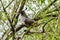 Gambel`s Quail on tree limb in Arizona.