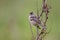 Gambel\'s White-crowned Sparrow