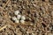 Gambelâ€™s Quail Nest with Six Eggs