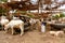 Gambia, Africa animal market, farm