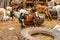 Gambia, Africa animal market, farm