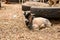 Gambia, Africa animal market, farm