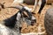 Gambia, Africa animal market, farm