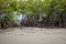 Gambia Mangroves. Green mangrove trees in forest. Gambia