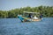 Gambia Mangroves. Traditional long boat. Green mangrove trees in forest. Gambia