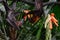 GAMBIAN EPAULETTED FRUIT BAT (EPOMOPHORUS GAMBIANUS) APPROACHING FRUITS.`