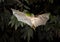 Gambian epauletted fruit bat (Epomophorus gambianus) flying.