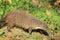 Gambian mongoose