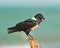 Gambian Pied Crow