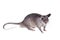 Gambian pouched rat, 3 month old, on white