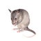 Gambian pouched rat, 3 month old, on white