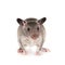 Gambian pouched rat, 3 month old, on white