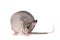 Gambian pouched rat, 3 month old, on white