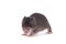 Gambian pouched rat, 3 week old, on white