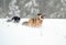 Gambling Garafiano shepherd in deep snow Black forest Germany