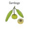 Gamboge Garcinia cambogia , medicinal plant