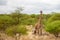 Game drive in Kenya, giraffe is watching and standing