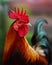 Game fowl rooster