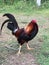 Game Fowl Rooster Side View