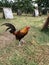 Game Fowl Rooster Side View