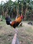 Game Fowl Rooster Side View