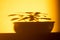 The game of sunset sun and shadow of house plants on the yellow wall