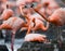 Game two adults of the Caribbean flamingo. Cuba. Reserve Rio MaximÐ°.