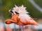 Game two adults of the Caribbean flamingo. Cuba. Reserve Rio MaximÐ°.