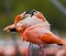 Game two adults of the Caribbean flamingo. Cuba. Reserve Rio MaximÐ°.