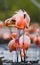 Game two adults of the Caribbean flamingo. Cuba. Reserve Rio MaximÐ°.