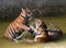 The game the young tigers in the lake, Thailand