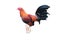 The gamefowl rooster