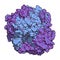 Gamma-glutamyltranspeptidase 1 (GGT 1, gamma-GT, gamma-glutamyl transferase) enzyme. Used as diagnostic marker for liver disease