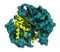 Gamma-glutamyltranspeptidase 1 (GGT 1, gamma-GT, gamma-glutamyl transferase) enzyme. Used as diagnostic marker for liver disease