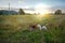 A gang of beagle dogs play in the green grass of the farm in the evening