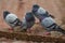 Gang of four serious pigeons