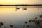 Gang, group of swans at sunrise. Backlight. Warm tones on the water lake. Silhouettes, shadows. Beautiful background