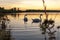 Gang, group of swans at sunrise. Backlight. Warm tones on the water lake. Silhouettes, shadows. Beautiful background