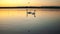 Gang, group of swans at sunrise. Backlight. Warm tones on the water lake. Silhouettes, shadows. Beautiful background
