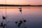 Gang, group of swans at sunrise. Backlight. Warm tones on the water lake. Silhouettes, shadows. Beautiful background